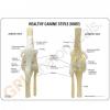 Canine Osteoarthritis Knee Model Set