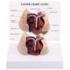 Canine Heart / Lung Heartworms Model