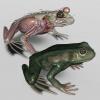 3D Frog Anatomy