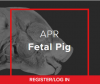 Anatomy & Physiology Revealed® Fetal Pig