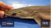 Dogfish Shark Dissection Video