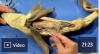 Dogfish Shark Dissection Video