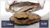 Clam Dissection Video