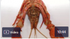 Crayfish Dissection Part 1 of Video