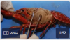Crayfish Dissection Part 2 of Video