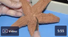 Starfish Dissection Video (Part 1 of 2)