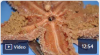 Starfish Dissection Video (Part 2 of 2)