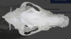 Clear VetBones Canine Skull 