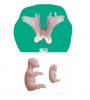 Bovine Theriogenology Uterus set