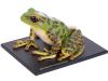 4D Vision Frog Model