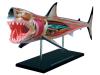 4D Vision Shark Model