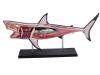 4D Vision Shark Model