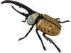 4D Vision Beetle Model