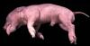 Virtual fetal Pig Dissection 