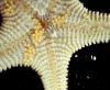 Asterina gibbosa – The Egg, the Larva and the Metamorphosis of a Starfish