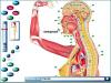 Anatomica- 3D Atlas of the human body