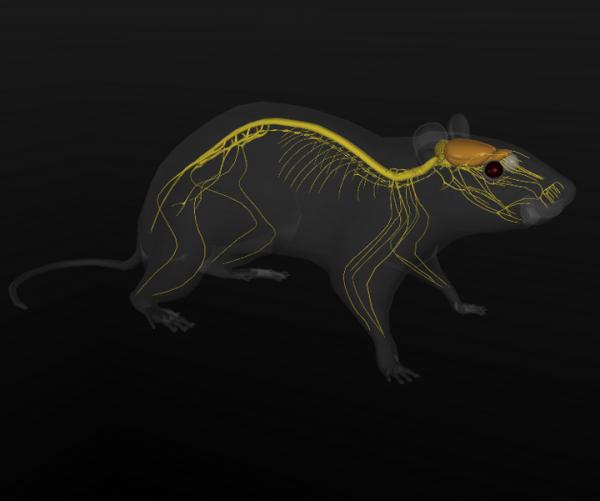 System animal. Нервная система крысы. Нервная система животных анатомия. Нервная система мыши. Строение нервной системы крысы.